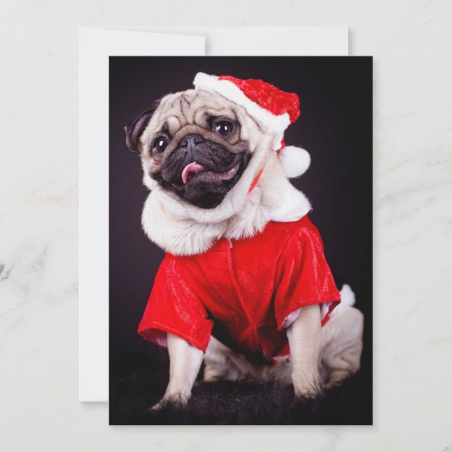 pug dog (Front)