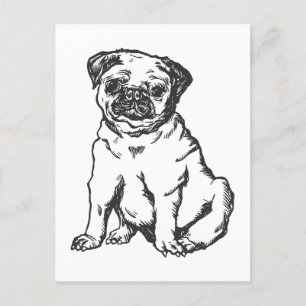 Pug dog , black & white illustration postcard