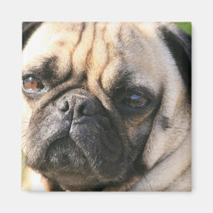 Pug Dog Breed  Magnet