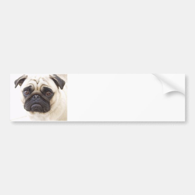 Pug Dog Bumper Sticker
 Sticker (Front)