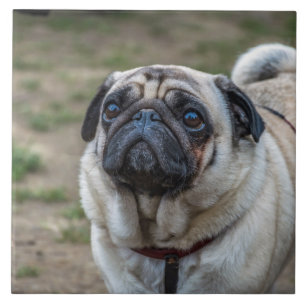 Pug dog ceramic photo tile