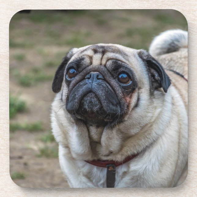 Pug dog hard plastic coasters (Front)