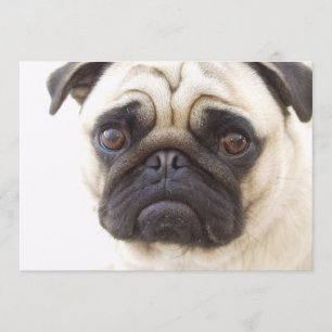 Pug Dog Invitation