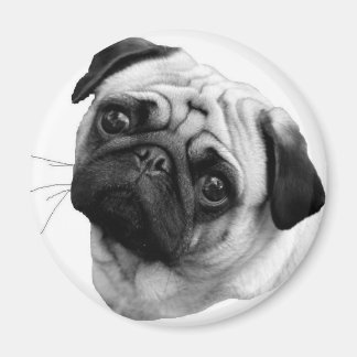 Pug Dog Magnet
