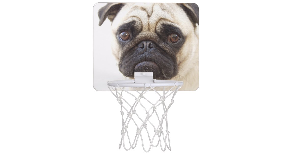 Pug Dog Mini Basketball Hoop Zazzle