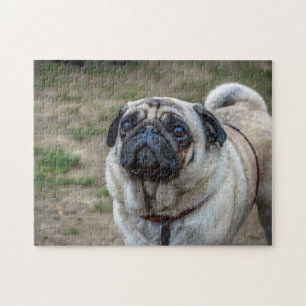 Pug dog photo puzzle