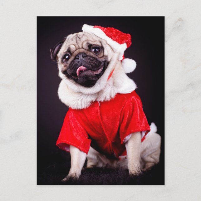 pug dog postcard (Front)