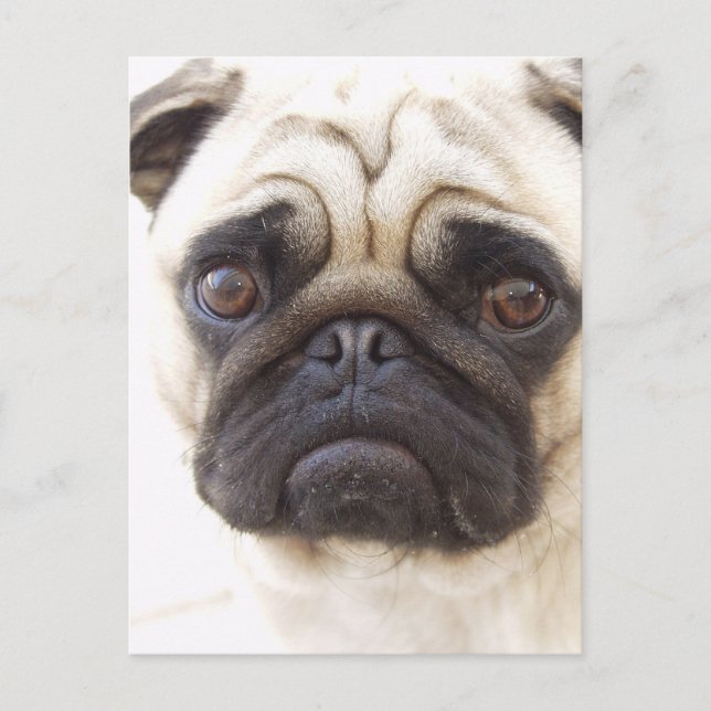 Pug Dog Postcard (Front)