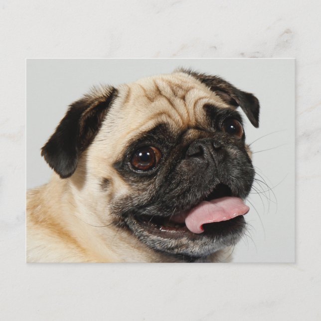 pug dog postcard (Front)