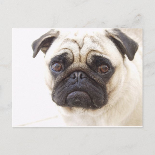Pug Dog Postcard (Front)