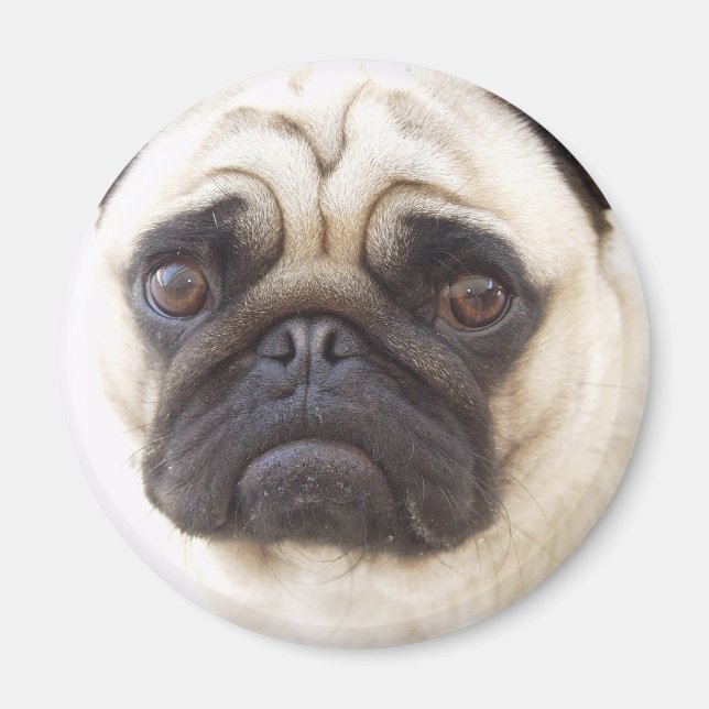 Pug Dog  Round Magnet (Front)