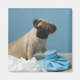 Pug dog sitting on bed by hot water bottle and magnet