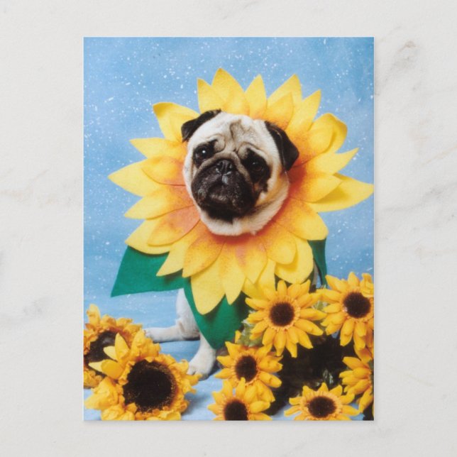 Pug Dog Sunflower Postcard (Front)