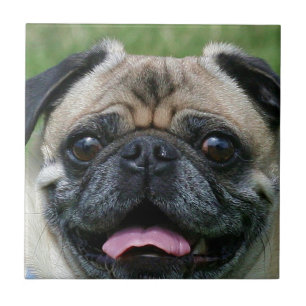 Pug Dog Tile