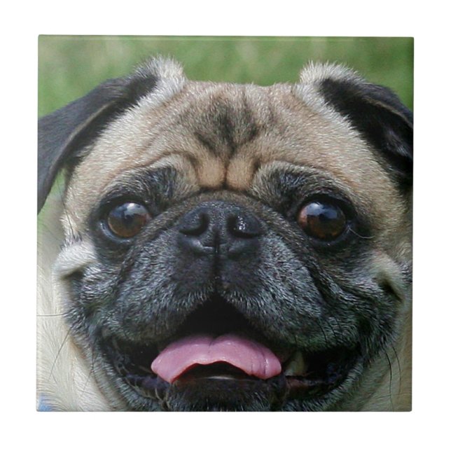 Pug Dog Tile (Front)