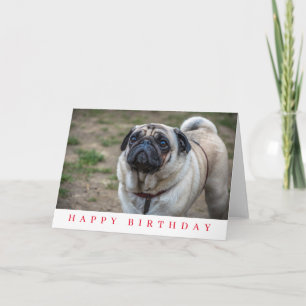 Pug dog up close birthday card