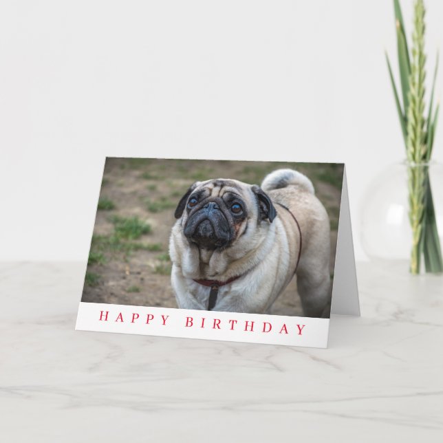 Pug dog up close birthday card (Front)