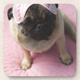 Pug dog with eye mask on head sitting on bed, coaster