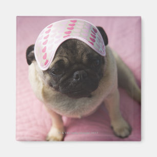 Pug dog with eye mask on head sitting on bed, magnet