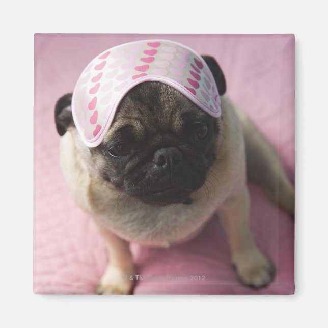 Pug dog with eye mask on head sitting on bed, magnet (Front)