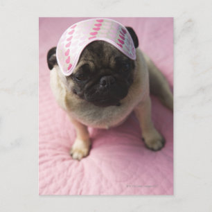 Pug dog with eye mask on head sitting on bed, postcard