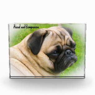 Pug Dogs Photo Block