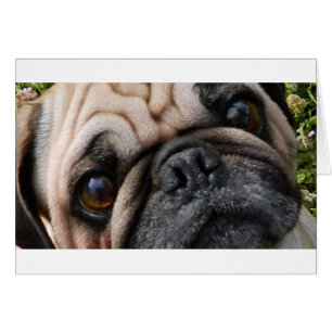pug fawn eyes