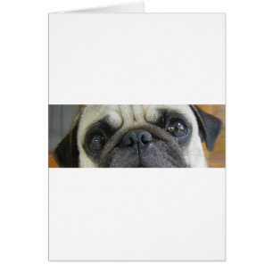 pug fawn eyes.png