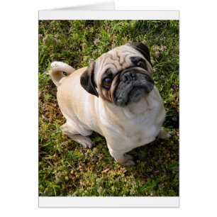 pug fawn full
