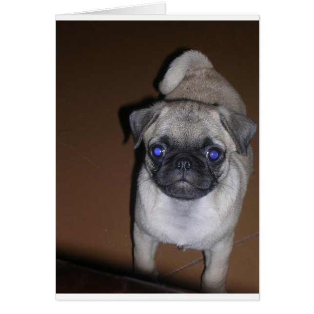 pug full 5.png (Front)