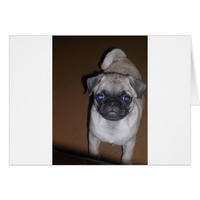 pug full 5.png (Front Horizontal)