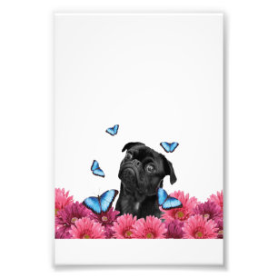 Pug Gerbera Butterflies   Cute Black Dog Photo Print