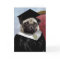 Pug graduation card