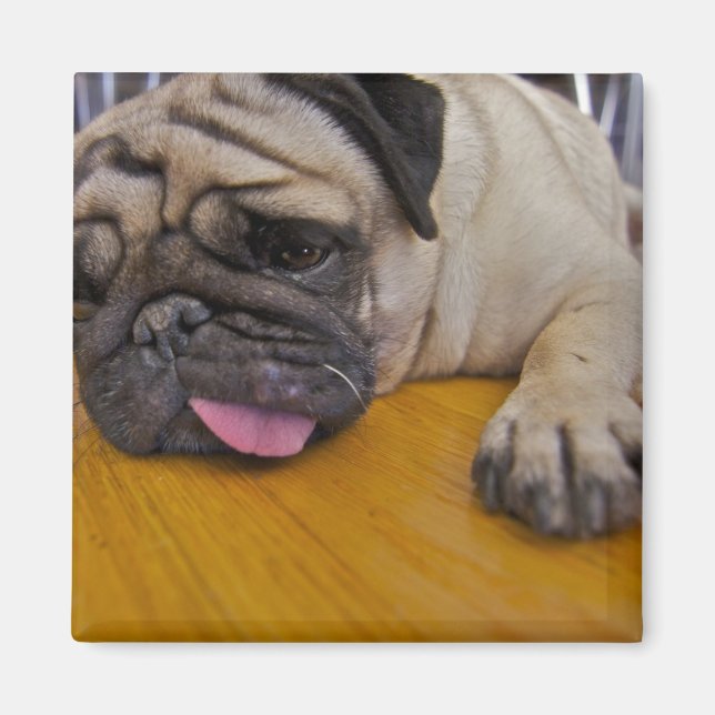 Pug Had One Too Many Square Magnet (Front)