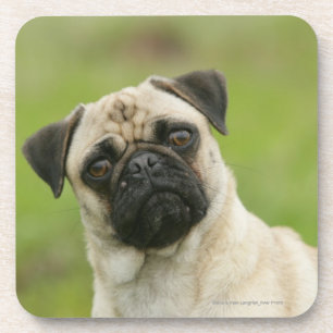 Pug Head Cocked Looking at Camera Coaster