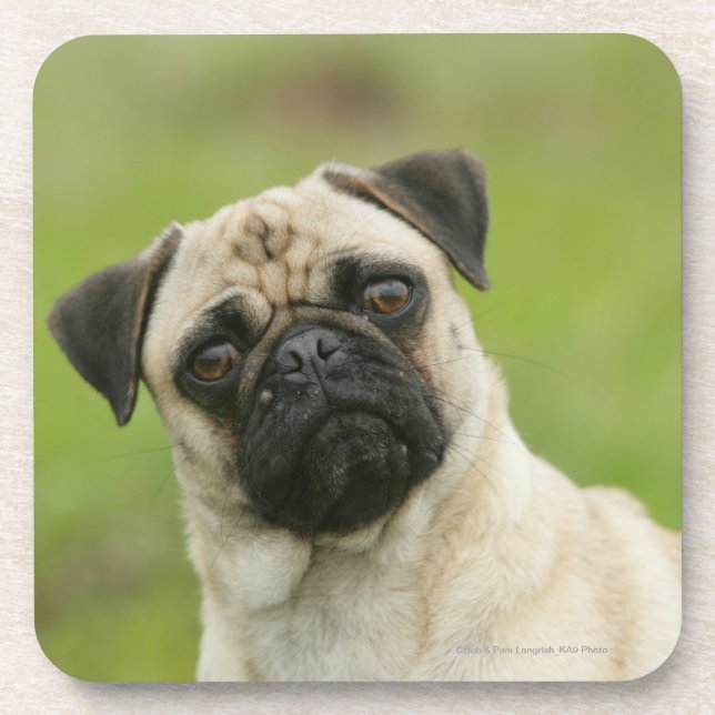 Pug Head Cocked Looking at Camera Coaster (Front)