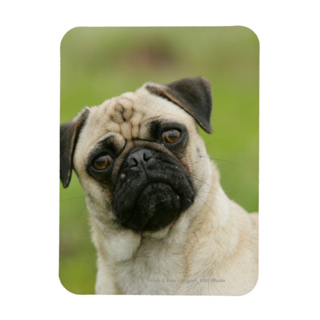 Pug Head Cocked Looking at Camera Magnet (Vertical)