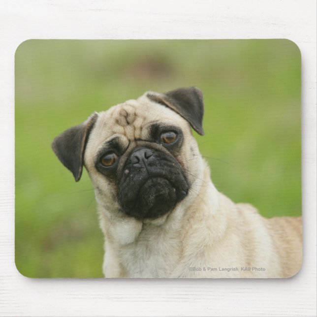 Pug Head Cocked Looking at Camera Mouse Pad (Front)