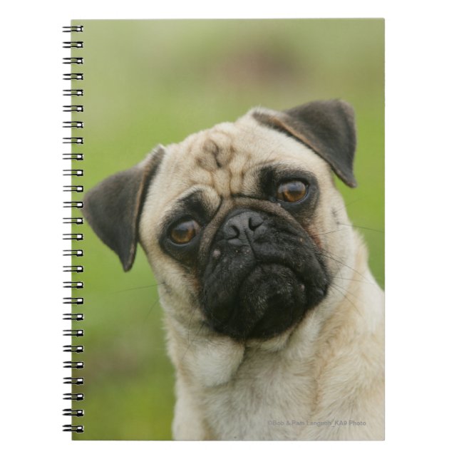 Pug Head Cocked Looking at Camera Notebook (Front)