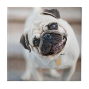 Pug Head Tilt Ceramic Tile