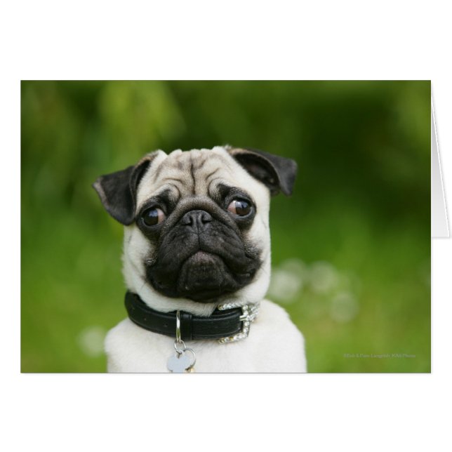 Pug headshot (Front Horizontal)