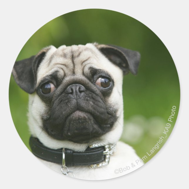 Pug headshot classic round sticker (Front)