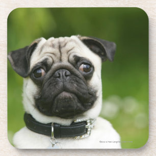 Pug headshot coaster