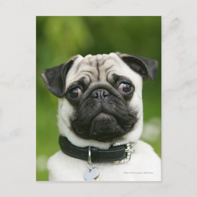Pug headshot postcard (Front)