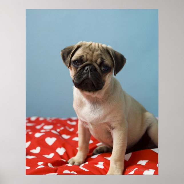 Pug Heart Puppy Poster (Front)