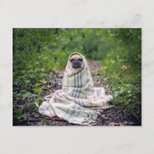 Pug in a Blanket Postcard