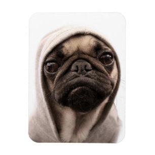 Pug In A Hoodie Magnet