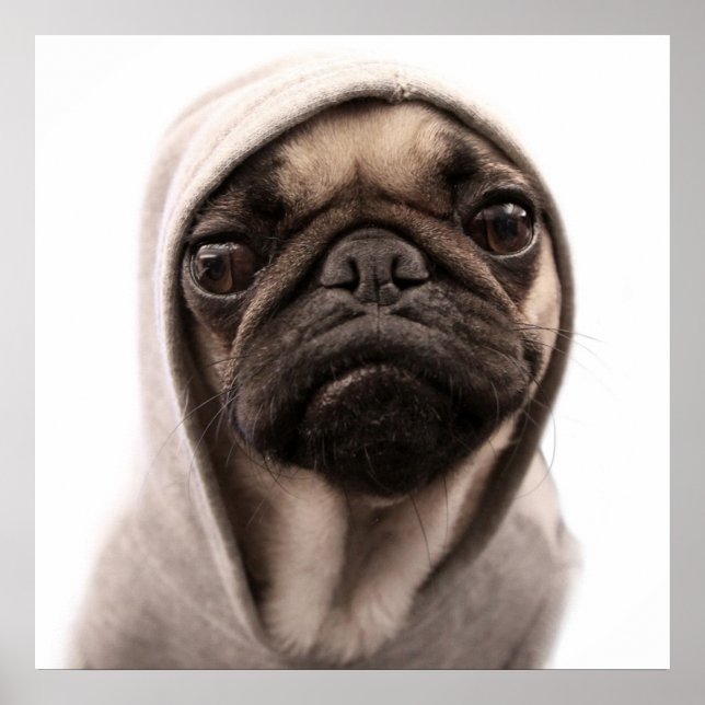 Pug In A Hoodie Poster (Front)