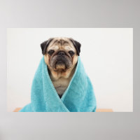 Pug in a Towel