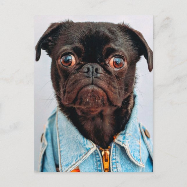 Pug in Denim Jackey Cute Adorable Dog Puppy Postcard (Front)
